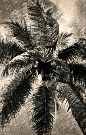 Palm Gray
